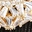 chic-by-design-earrings-gold
