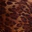 club-tropique-swim-top-leopard-print