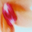 citrus-kisses-bikini-top-malibu-flower-pop