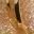 dazzle-night-earrings-gold