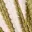 coastline-club-bikini-top-olive-stripe