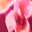 sunset-riviera-bikini-bottom-floral-print