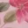 meadow-dreamhouse-halter-maxi-dress-pink
